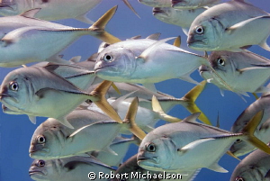 Horse-eye Jacks at Capt Don's House reef, Bonaire. by Robert Michaelson 